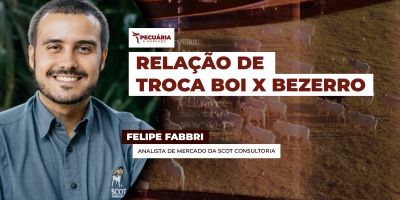 Apesar dos preços recordes dos bezerros, arroba do boi sobe e ainda oferece boa relação de troca