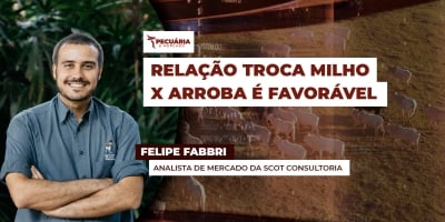 Preço do milho cai mais que arroba do boi em julho e relação de troca favorece pecuarista
