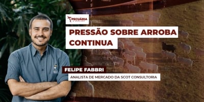 Boi: cenário de pressão deve se estender e após romper os R$300/@ , novos patamares serão testados