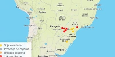 Safra 25/26: primeiro foco de ferrugem asiática em área comercial é confirmado em MS