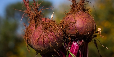 Polpa de beterraba vem ganhando protagonismo na nutrição animal na União Europeia