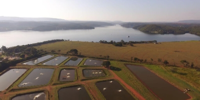 Produção de tilápia no Brasil segue padrões globais de qualidade e rastreabilidade