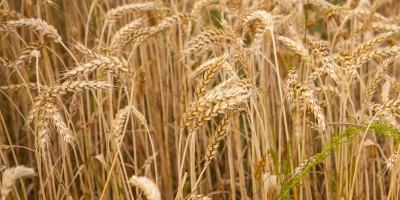 Trigo abre a terça-feira (10) em leve alta na Bolsa de Chicago