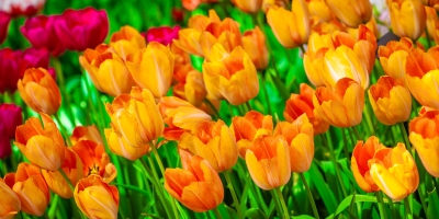 Valor afetivo das flores movimenta 18% das vendas anuais no Dia das Mães