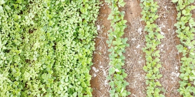 Convintro Duo se consolida como nova ferramenta contra plantas daninhas resistentes no Brasil