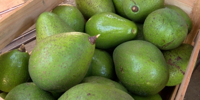 Fruticultura é aposta para diversificar a renda de produtores da Zona da Mata