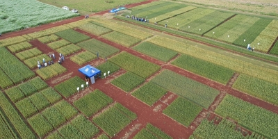 Pesquisa e mercado impulsionam trigo em Mato Grosso do Sul