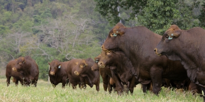Pioneira no país, Fazenda Santa Silvéria fortalece genética Bonsmara para a pecuária tropical
