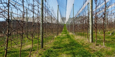 Rasip Agro investe em fruticultura regenerativa para ampliar produtividade e fortalecer qualidade do solo em Vacaria (RS)