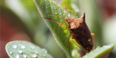 Nano no tamanho. Gigante na cobertura: conheça Galil® nano, inseticida lançamento da ADAMA