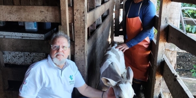 Primeiro bezerro da raça Purunã com 48 kg nasce em Goioerê