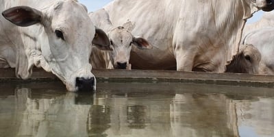 Planejamento da seca começa um ano antes e é decisivo para a produtividade da pecuária