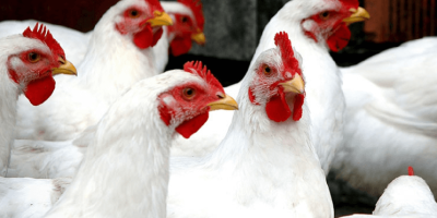 Paraná exporta frango para 150 mercados internacional e lidera diversificação de destinos