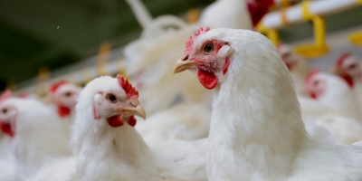 Empresa do Paraguai realiza primeira exportação de frango Halal para Singapura