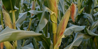Milho segue a soja e se valoriza nesta quinta-feira com Chicago esperando o USDA