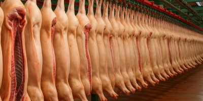 Conflito no Oriente Médio deve pressionar custos e alterar fluxos globais da suinocultura, aponta Rabobank