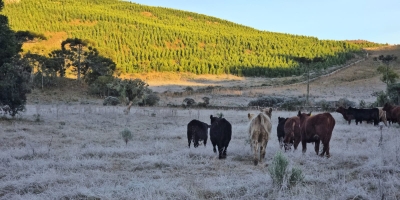 Frio persiste no Sul e geadas ainda preocupam produtores rurais