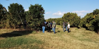 Emater-MG orienta sobre manejo e produtividade da fruticultura durante a safra de verão