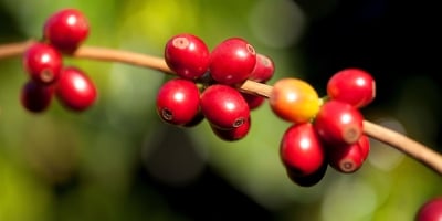 Colheita de café de cooperados da Cooxupé avança para 20,1% da área