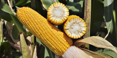 Forseed destaca o FS695 com foco no manejo de nematoides na Tecnoshow e Showtec