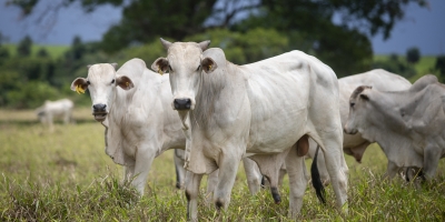 Agrobrazil: Recuperação do preço médio em São Paulo, acompanhada por uma redução nas escalas