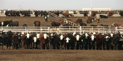 Rebanho bovino dos EUA cai ao menor nível em 75 anos, afirma USDA