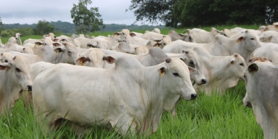 Agrobrazil: Semana termina com o boi gordo ganhando fôlego extra, especialmente no Mato Grosso do Sul e Mato Grosso