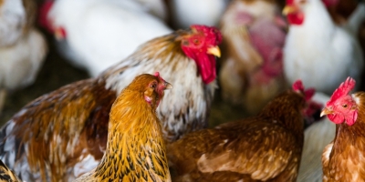 Rússia amplia apoio estatal à avicultura para impulsionar exportações de frango e ovos