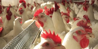 Imea: crescimento da avicultura de MT amplia oportunidades, mas não supre toda a demanda externa após vetos a SC