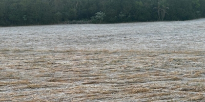 Geadas podem ter causado danos pontuais a lavouras de trigo do RS, diz Emater