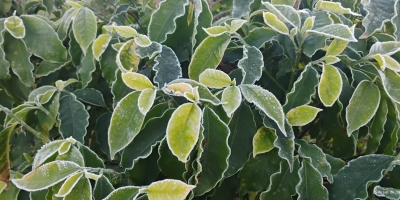 Frio preocupa cafeicultores do Sudeste e chuva ganha força no fim da semana