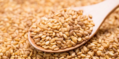 Brasil consolida posição de destaque nas exportações de Feijão e Gergelim em 2025