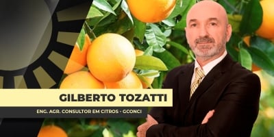 Dia do Citricultor: Brasil mantém protagonismo na produção global de laranja e suco, apesar de cenário de desafios