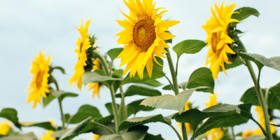 Corteva e bp lançam joint venture para matéria-prima de biocombustíveis