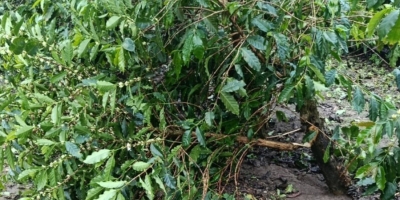 Temporal com granizo atinge Sul de Minas e alerta para impactos no agronegócio