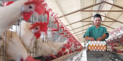Guerra eleva custos e pressiona preços na avicultura do Paraná