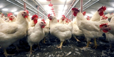 Contaminação por poeira em ovos no Reino Unido preocupa setor e exige ajustes no manejo