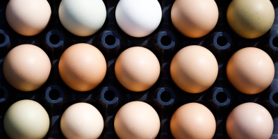 Ovos/Cepea: Preço interno se enfraquece; embarques reagem