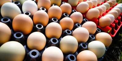 ABPA: Exportações de ovos crescem 13,6% em outubro