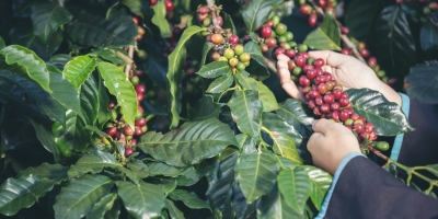 Safras & Mercado projeta aumento de 10,5% na colheita de café do Brasil em 2026