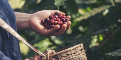 Yara e Cooxupé renovam parceria por duas safras e projetam ampliar o uso de fertilizantes de menor pegada de carbono