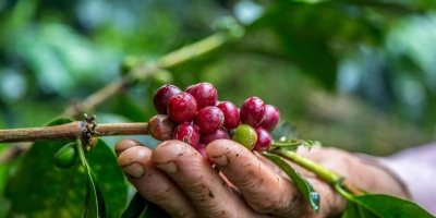 Protocolo de Nagoia: Inclusão do café pode comprometer toda a cadeia produtiva nacional, destaca o CNC