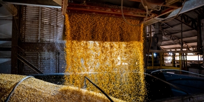 DDG ganha espaço no mercado e amplia oportunidades para a cadeia do milho em Mato Grosso