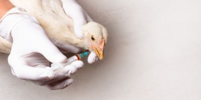 Influenza Aviária avança em vários países da Ásia, com destaque para Coreia do Sul e Japão