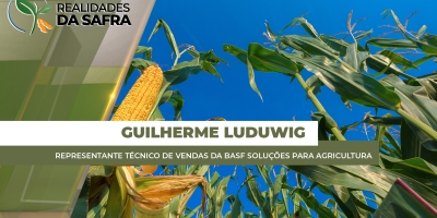 Segunda safra de milho sofre com presença de lagartas e cigarrinhas no Mato Grosso