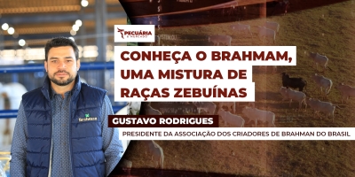 A raça Brahman , de origem norte-americana, tem mistura com nelore e gir , adaptada para climas quentes