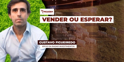 Oferta concentrada de animais justifica queda nos preços da arroba do boi, explica analista