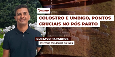 O nascimento dos bezerros demanda cuidados especiais que começam logo após o parto