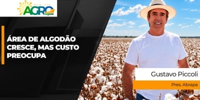Planejamento para safra de algodão 2026/27 já começou e custo de produção é a maior preocupação do setor