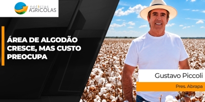 Planejamento para safra de algodão 2026/27 já começou e custo de produção é a maior preocupação do setor